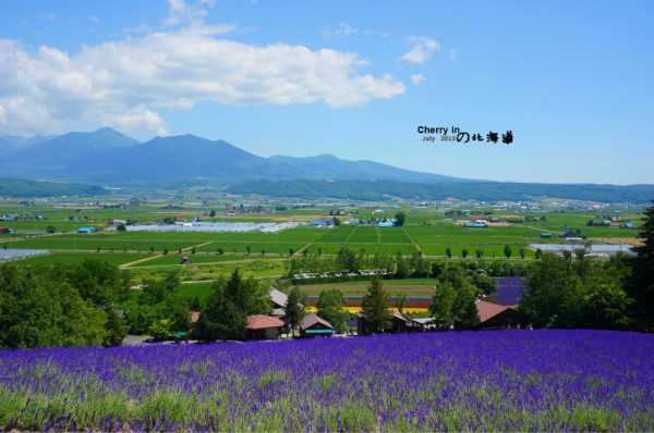 那个夏 失语在北海道の紫 北海道旅游 芒捞旅行